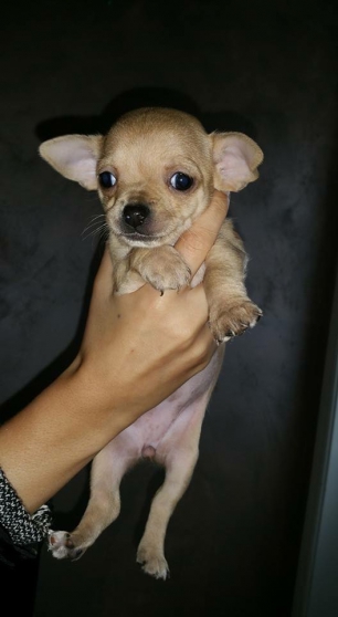 Annonce occasion, vente ou achat 'Bb chihuahua'