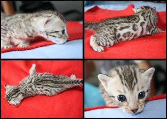 Annonce occasion, vente ou achat 'chaton bengal brown, silver et sparble'