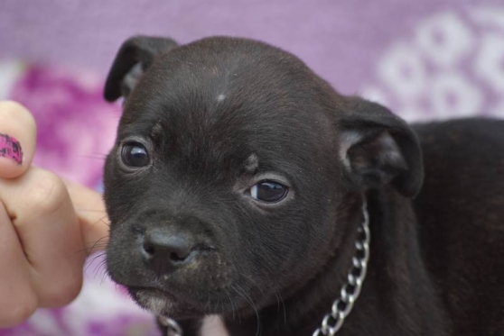 Staffie Chiot Noir Porteur Bleu Champion Marche Fr