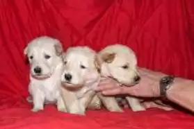 Chiots type berger allemand