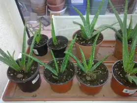 Aloes Verra