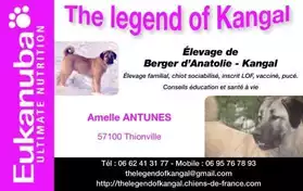 Chiot Berger d Anatolie-Kangal LOF