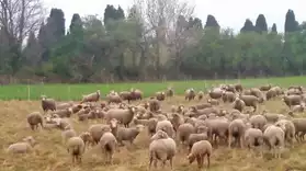 brebis / agnelles / agneaux