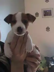 chiot jack russel mal