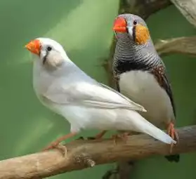 Oiseaux diamants mandarins