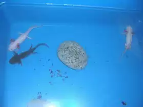 Axolotls et équipements