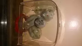 Bébés hamsters russes, fauve,noir,chocol