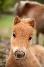 Pouliche cheval miniature