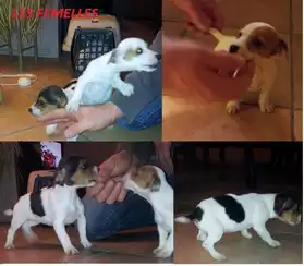 chiots type jack russel