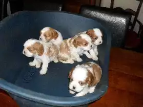 A reserver 5 bb type cavalier king charl
