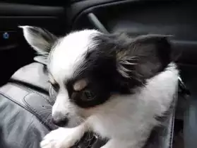 Urgent Male Chihuahua Non Lof