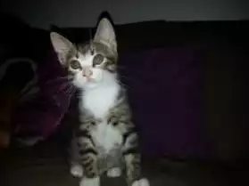 chaton femelle 3 mois