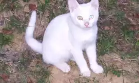 chaton tout blanc,un oeuil bleu,un vert