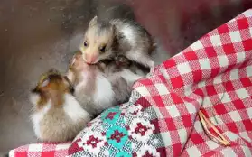 Donne adorables bébés hamsters syriens