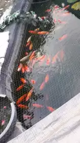 KOI divers et gros poissons rouges