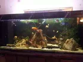 Aquarium plus poissons