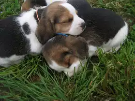 chiots type petit beagle