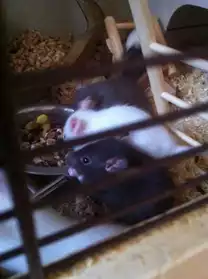 bebe rat de 6 semaines