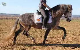 EXCEPTIONNEL cheval pure race espagnol