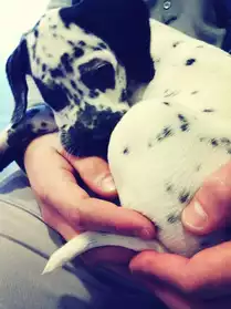 Chiot type dalmatien de 2 mois