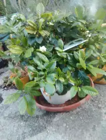 gardenia jasminoides