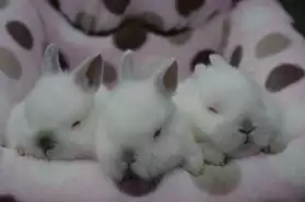 Adorable bébés lapins nains