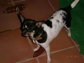 Chiots Chihuahua Lof