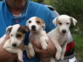 7 chiots type JACK RUSSEL