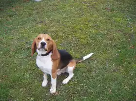 Vends chien de type beagle