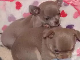 cachorros Chihuahua están completamente