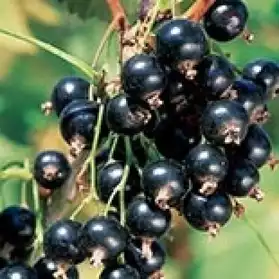 Cassis fruit noir de Bourgogne