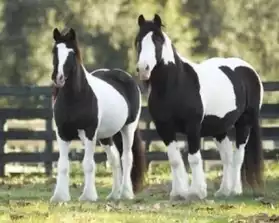 Gypsy Vanner Cheval Pour Adoption