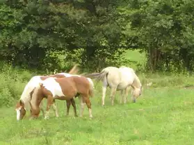 Pension pour chevaux