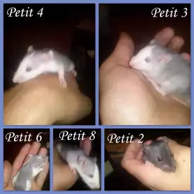 5 ratons à adopter