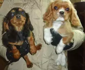 Cavalier King Charles chiots