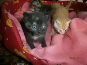 8 adorables chatons à donner.