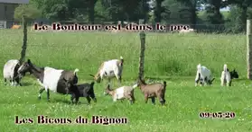 chèvres mini naines-( race sans corne)