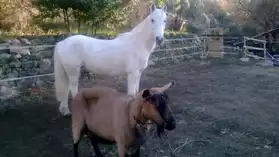 Cherche à placer mon poney