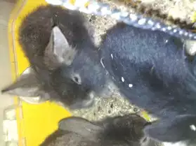 4 lapins nains de 3 mois