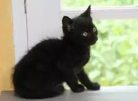 BATMAN, adorable chaton, 2 mois