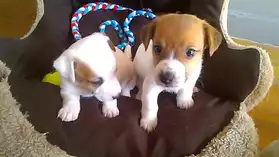 2 Chiots Jack Russell Terrier Petit Gaba