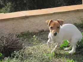 jack russell toy