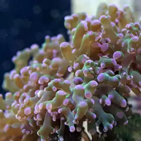 boutures de coraux