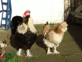 Couple poules Faverolles