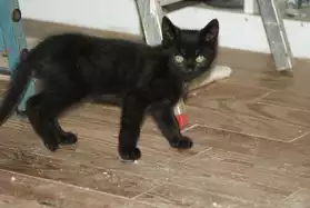 ZORRO, adorable chaton, 2 mois