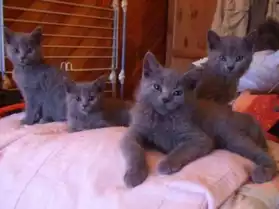 chatons type chartreux a reserver