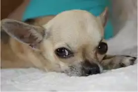 Adorable Chiot Chihuahua