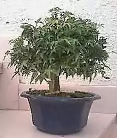 bonsai Acer palm.'Murasaki Kiyohime'25cm