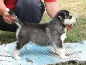 Chiots husky sibérien lof