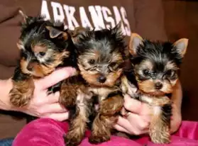 Chiots Pure Race Yorkshire Terrier